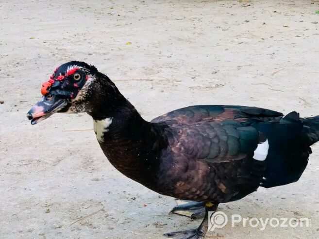 চীনা হাঁস বিক্রি করা হবে।