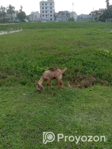 জমি বিক্রয হবে দিনাজপুর মেডিকেল কলেজের পাশে