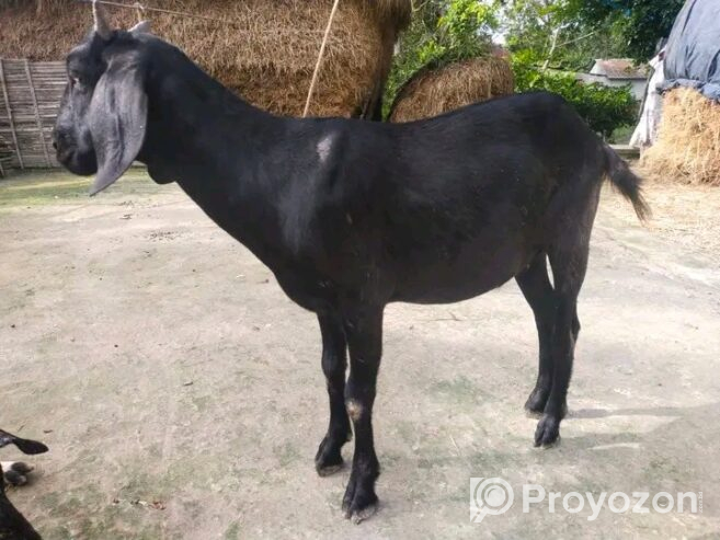 খাসি বিক্রি করা হবে,