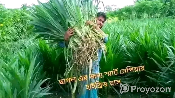 স্মাট_নেপিয়ার_হাইব্রিড_ঘাস