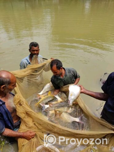 শহরের অদূরে গ্রামীন বাগানসহ পুকুর বিক্রি হবে