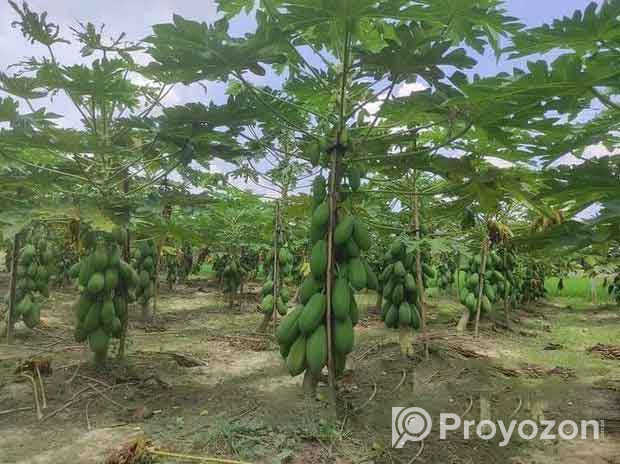 উচ্চ ফলনশীল হাইব্রিড পেঁপের চারা