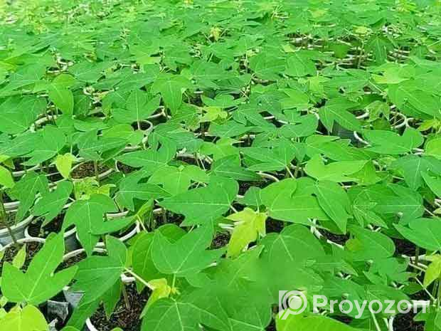 উচ্চ ফলনশীল হাইব্রিড পেঁপের চারা