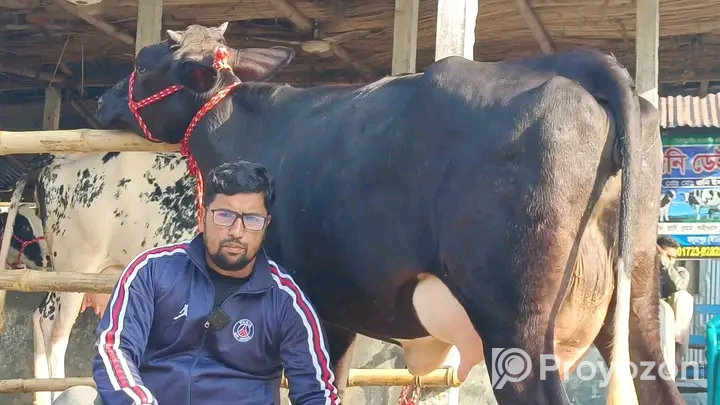 ২ দাঁত করে ২ টা গুরু বিক্রি হবে