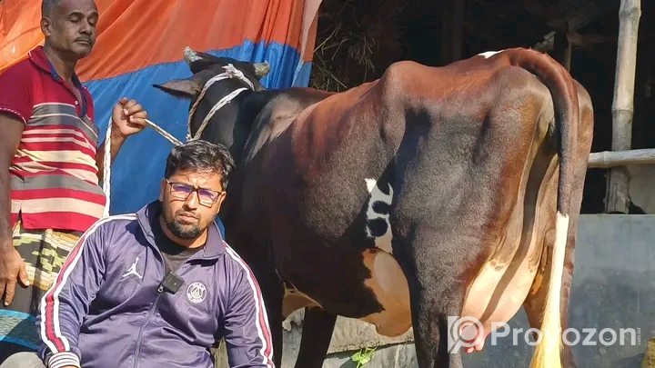 ২ দাঁত করে ২ টা গুরু বিক্রি হবে