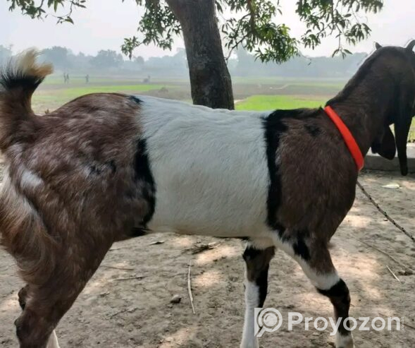 তোতাপুরী/ বিটল পাঠা বিক্রি হবে