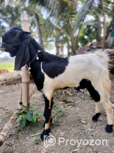 তোতাপুরী/ বিটল পাঠা বিক্রি হবে