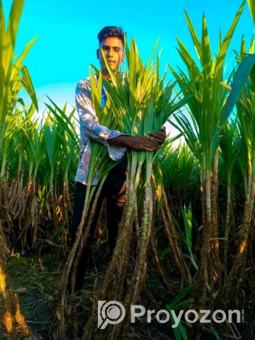 ইন্দোনেশিয়ান স্মার্ট নেপিয়ার, লাল পাকচন