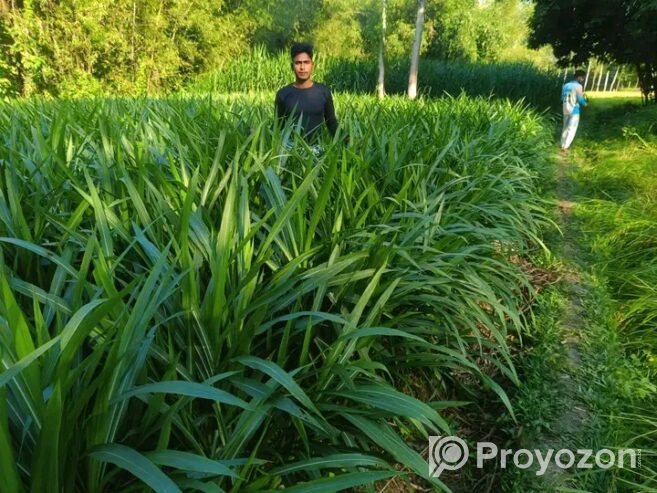 ইন্দোনেশিয়ান স্মার্ট নেপিয়ার, লাল পাকচন