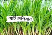 চীন থেকে আমদানিকৃত জারা -১ হাইব্রিড কাটিং