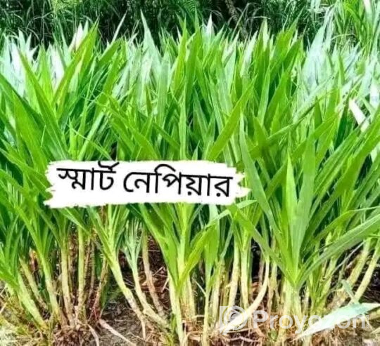 চীন থেকে আমদানিকৃত জারা -১ হাইব্রিড কাটিং