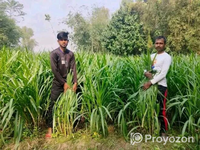 বিভিন্ন জাতের ঘাষের কাটিং ও চারা নিতে যোগাযোগ করুন