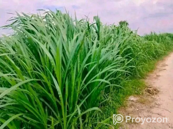 বিভিন্ন জাতের ঘাষের কাটিং ও চারা নিতে যোগাযোগ করুন