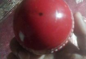 Cricket Ball (Used)