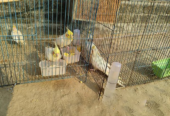 Cockatiel Cool Bird Good Condition