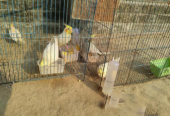 Cockatiel Cool Bird Good Condition