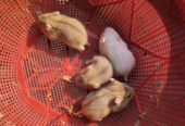 Russian Hamster Good Condition