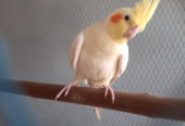 Adult cockatiel bird