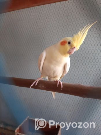 Adult cockatiel bird