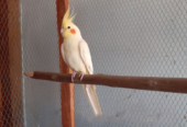 Adult cockatiel bird