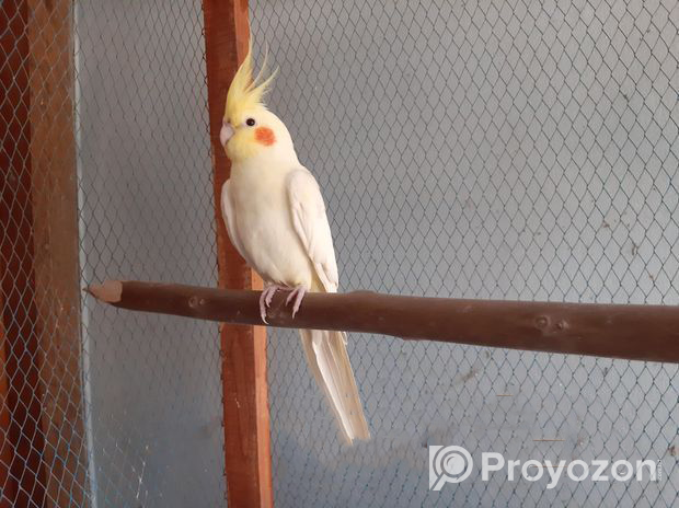 Adult cockatiel bird