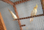 Adult cockatiel bird