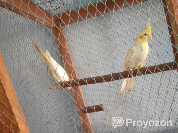 Adult cockatiel bird