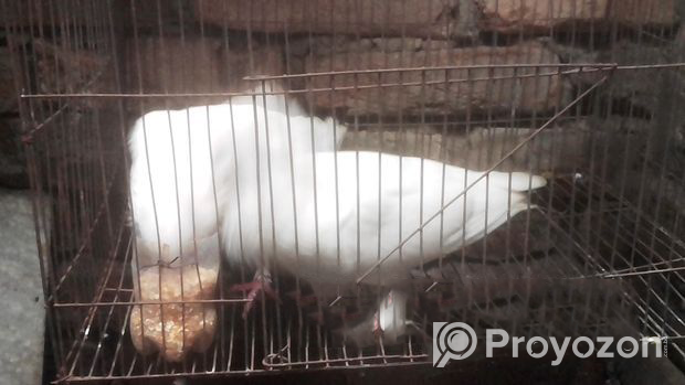 Pigeon Bird Good Condition