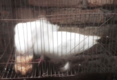 Pigeon Bird Good Condition