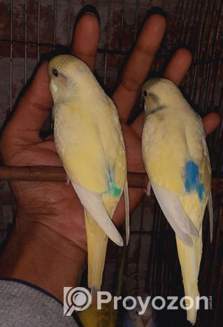 Budgerigar Baby