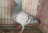 Racer pigeon female