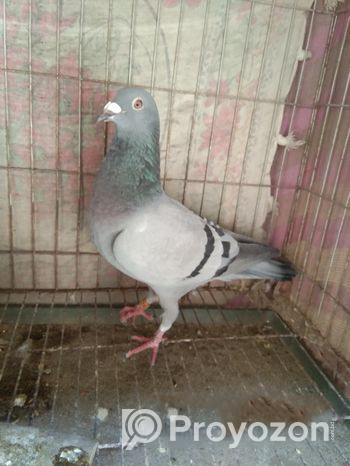 Racer pigeon female