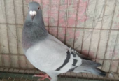 Racer pigeon female