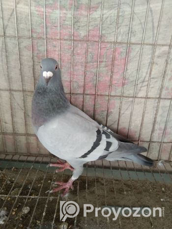 Racer pigeon female