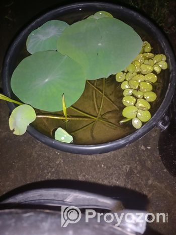 Lotus tuber Good Quality