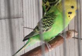 Running budgerigar