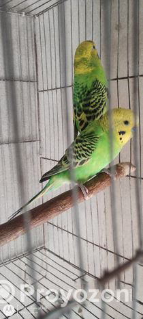 Running budgerigar