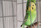 Running budgerigar