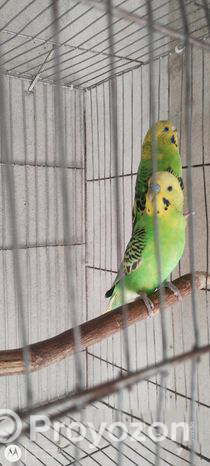 Running budgerigar