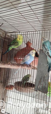 Running budgerigar