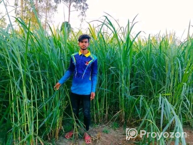 বিভিন্ন জাতের ঘাষের কাটিং বিক্রি হবে