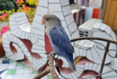 Tame Lovebird – Violet Opaline Rosie