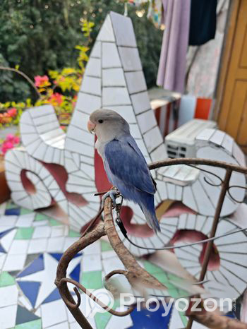 Tame Lovebird – Violet Opaline Rosie