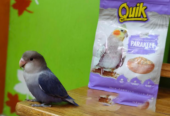 Tame Lovebird – Violet Opaline Rosie