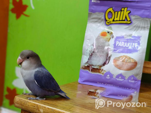 Tame Lovebird – Violet Opaline Rosie