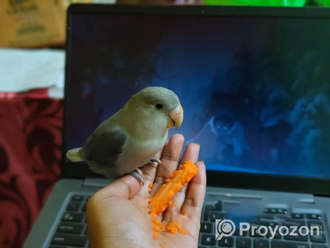 Tame Lovebird – Violet Opaline Rosie