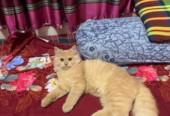 Persian Male Good Condition