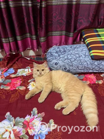 Persian Male Good Condition