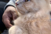 Persian Male Good Condition