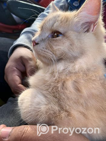 Persian Male Good Condition